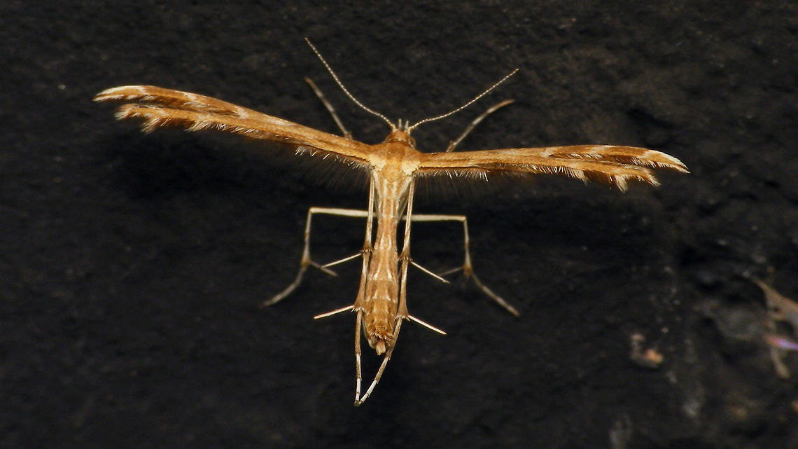 Help needed ... Only the one image, then it was gone :-/<br />
- Crombrugghia distans ?<br />
- Oxyptilus pilosellae ?<br />
- other ??<br />
<br />
Question also dropped here:<br />
<a href="https://forum.waarneming.nl/smf/index.php?topic=455804.0" rel="nofollow">https://forum.waarneming.nl/smf/index.php?topic=455804.0</a> Alerdinck,Geotagged,Netherlands,Pterophoridae,moth week 2019