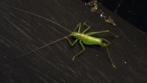 Meconema meridionale - Male At night on a wall Alerdinck,Ensifera,Geotagged,Meconema,Meconema meridionale,Meconematidae,Netherlands,Orthoptera,Tettigonioidea,nl: Zuidelijke Boomsprinkhaan