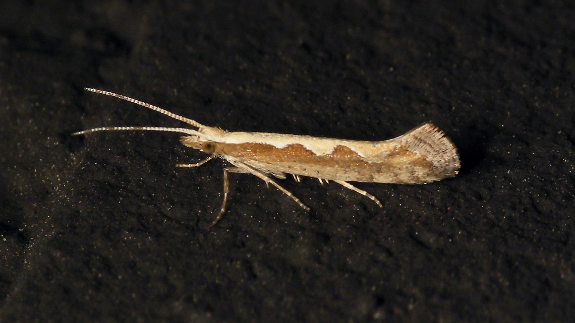 Plutella xylostella on wall  Alerdinck,Diamondback moth,Geotagged,Netherlands,Plutella,Plutella xylostella,Plutellidae,Yponomeutoidea,moth week 2019,nl: Koolmotje