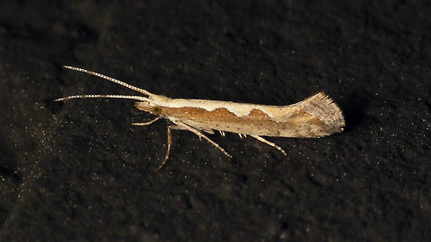 Plutella xylostella on wall  Alerdinck,Diamondback moth,Geotagged,Netherlands,Plutella,Plutella xylostella,Plutellidae,Yponomeutoidea,moth week 2019,nl: Koolmotje