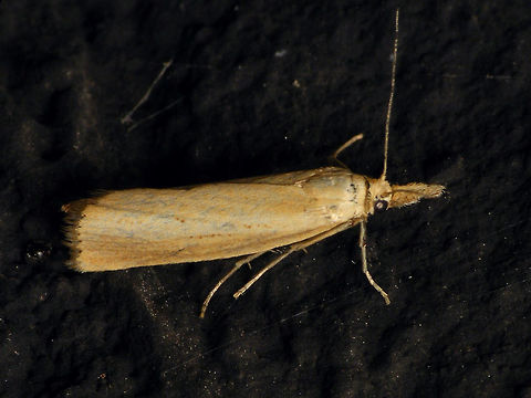 Agriphila straminella  Agriphila,Agriphila straminella,Alerdinck,Crambidae,Crambinae,Geotagged,Lepidoptera,Moth,Netherlands,Pyraloidea,Straw Grass-veneer,nl: Blauwooggrasmot