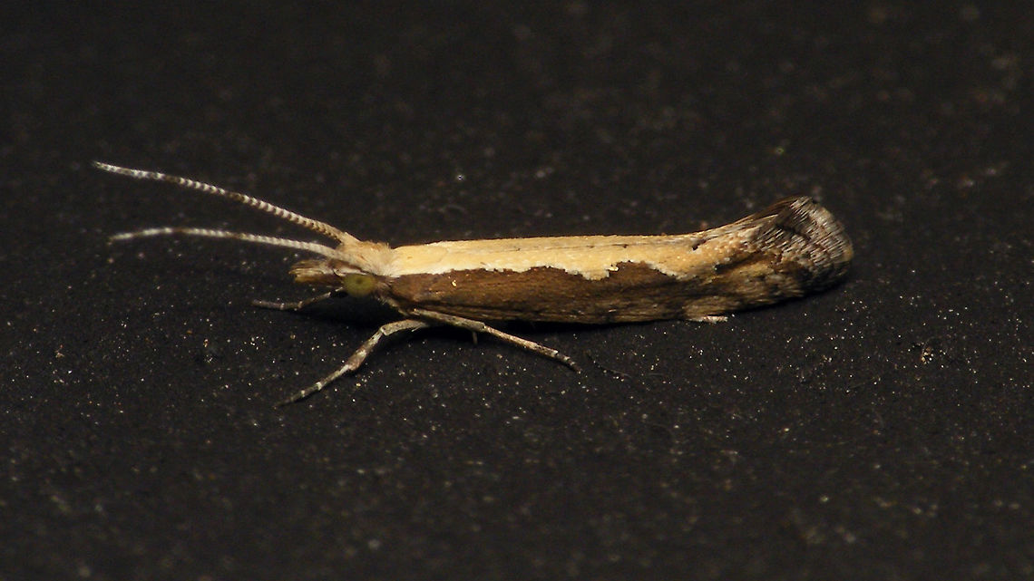 Plutella xylostella  Alerdinck,Diamondback moth,Geotagged,Netherlands,Plutella,Plutella xylostella,Plutellidae,Yponomeutoidea,moth week 2019,nl: Koolmotje