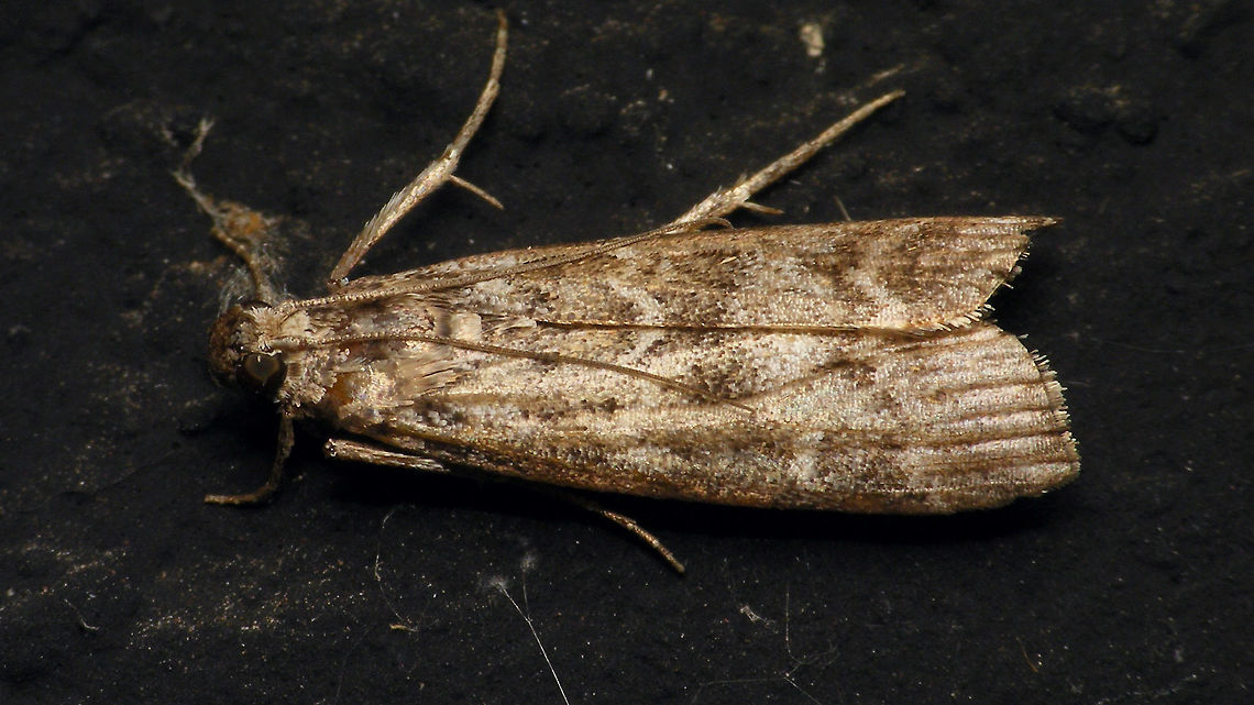 Dioryctria sp. ??  Alerdinck,Dioryctria,Geotagged,Lepidoptera,Moth,Netherlands,Phycitinae,Phycitini,Pyralidae,Pyraloidea,moth week 2019,nl: Sparappelboorder