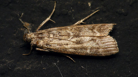 Dioryctria sp. ??  Alerdinck,Dioryctria,Geotagged,Lepidoptera,Moth,Netherlands,Phycitinae,Phycitini,Pyralidae,Pyraloidea,moth week 2019,nl: Sparappelboorder