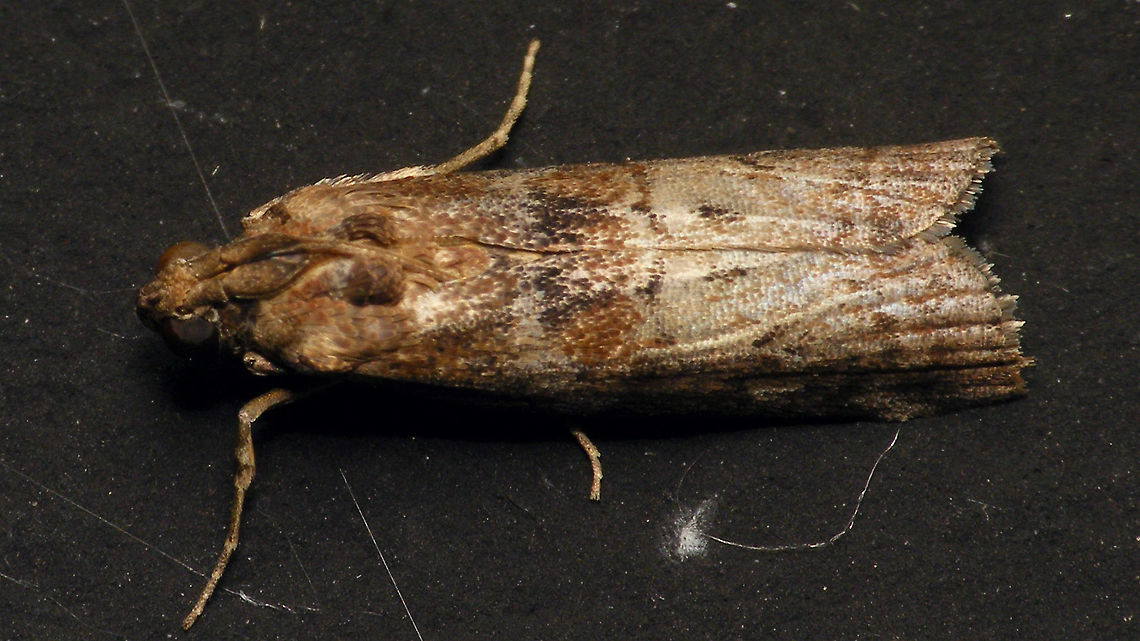 Phycita roborella  Alerdinck,Geotagged,Lepidoptera,Moth,Netherlands,Phycita,Phycita roborella,Phycitinae,Phycitini,Pyralidae,Pyraloidea,moth week 2019,nl: Eikenlichtmot