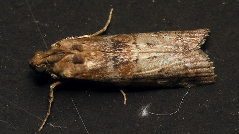 Phycita roborella  Alerdinck,Geotagged,Lepidoptera,Moth,Netherlands,Phycita,Phycita roborella,Phycitinae,Phycitini,Pyralidae,Pyraloidea,moth week 2019,nl: Eikenlichtmot