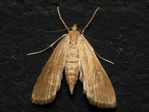 Parapoynx stratiotata  Acentropinae,Alerdinck,Crambidae,Geotagged,Lepidoptera,Netherlands,Parapoynx,Parapoynx stratiotata,Pyraloidea,Ringed China-mark,moth week 2019,nl: Krabbenscheermot