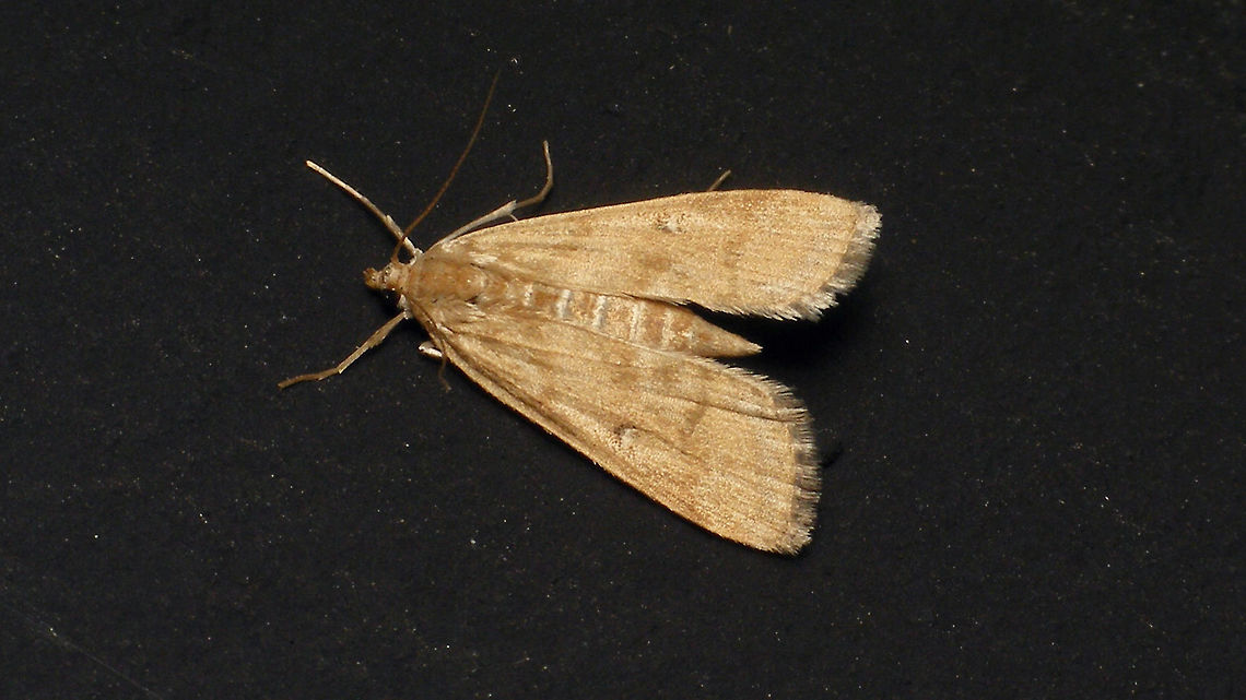 Parapoynx stratiotata  Acentropinae,Alerdinck,Crambidae,Geotagged,Lepidoptera,Netherlands,Parapoynx,Parapoynx stratiotata,Pyraloidea,Ringed China-mark,moth week 2019,nl: Krabbenscheermot