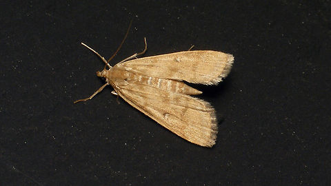 Parapoynx stratiotata  Acentropinae,Alerdinck,Crambidae,Geotagged,Lepidoptera,Netherlands,Parapoynx,Parapoynx stratiotata,Pyraloidea,Ringed China-mark,moth week 2019,nl: Krabbenscheermot