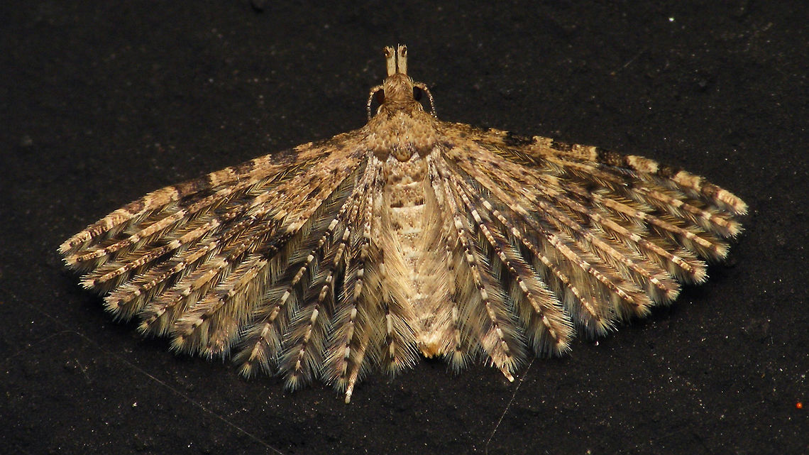 Alucita hexadactyla on black  Alerdinck,Alucita,Alucita hexadactyla,Alucitidae,Geotagged,Lepidoptera,Netherlands,Twenty-plume Moth,moth week 2019,nl: Waaiermot
