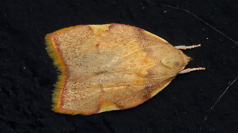 Carcina quercana  Alerdinck,Carcina,Carcina quercana,Depressariidae,Gelechioidea,Geotagged,Lepidoptera,Moth,Netherlands,Peleopodidae,moth week 2019,nl: Vuurmot