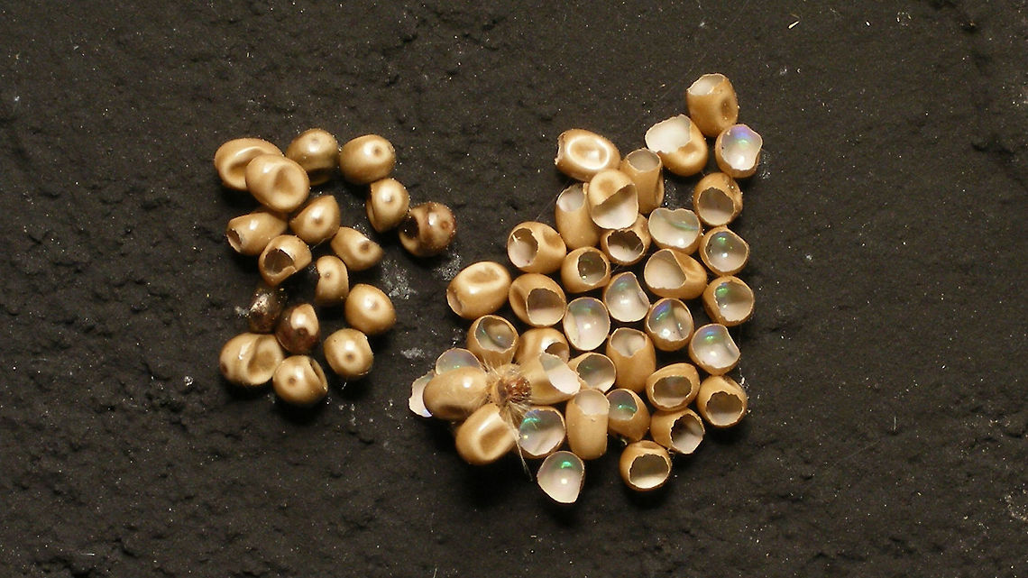 Moth eggs - poss. Macrothylacia rubi ? On the wall under an outside lamp. One caterpillar seems to be showing ... not sure if it was alive Alerdinck,Eggs,Geotagged,Macrothylacia rubi,Moth,Netherlands,moth week 2019,nl: Veelvraat