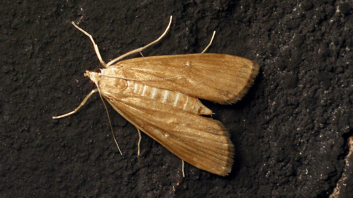 Parapoynx stratiotata Yet another one, on a different wall Acentropinae,Alerdinck,Crambidae,Geotagged,Lepidoptera,Netherlands,Parapoynx,Parapoynx stratiotata,Pyraloidea,Ringed China-mark,moth week 2019,nl: Krabbenscheermot