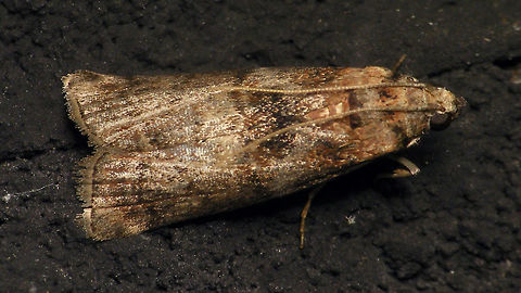 Phycita roborella Another one on a different building Alerdinck,Geotagged,Lepidoptera,Moth,Netherlands,Phycita,Phycita roborella,Phycitinae,Phycitini,Pyralidae,Pyraloidea,moth week 2019,nl: Eikenlichtmot