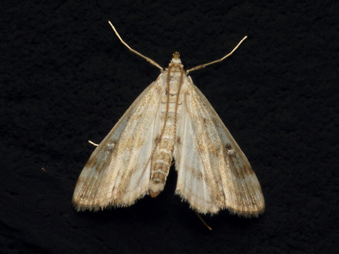 Parapoynx stratiotata - Pale  Acentropinae,Alerdinck,Crambidae,Geotagged,Lepidoptera,Netherlands,Parapoynx,Parapoynx stratiotata,Pyraloidea,Ringed China-mark,moth week 2019,nl: Krabbenscheermot