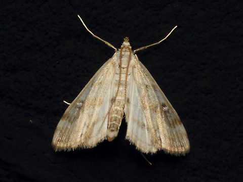 Parapoynx stratiotata - Pale  Acentropinae,Alerdinck,Crambidae,Geotagged,Lepidoptera,Netherlands,Parapoynx,Parapoynx stratiotata,Pyraloidea,Ringed China-mark,moth week 2019,nl: Krabbenscheermot