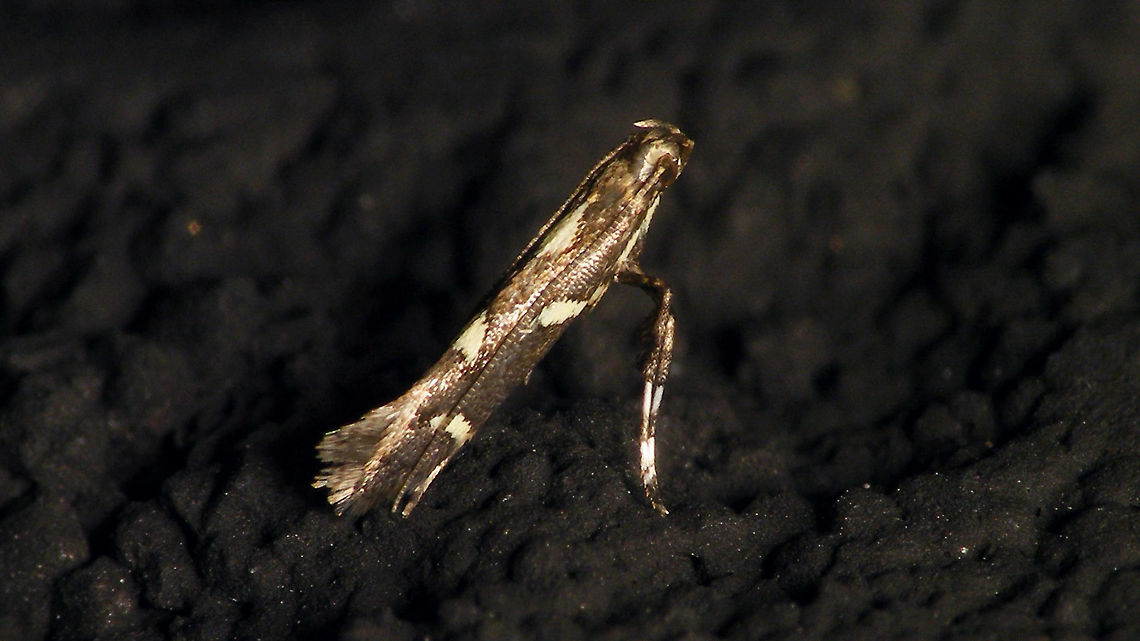 Calybites phasianipennella  Alerdinck,Calybites,Calybites phasianipennella,Geotagged,Gracillariidae,Gracillariinae,Gracillarioidea,Lepidoptera,Moth,Netherlands,moth week 2019,nl: Viervleksteltmot