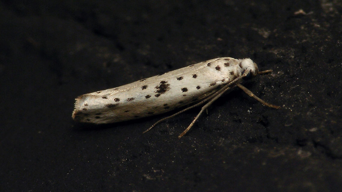 Yponomeuta plumbella - On black wall  Alerdinck,Black-tipped Ermine,Geotagged,Large-spot Ermine Moth,Lepidoptera,Moth,Netherlands,Yponomeuta,Yponomeuta plumbella,Yponomeutidae,moth week 2019,nl: Grootvlekstippelmot