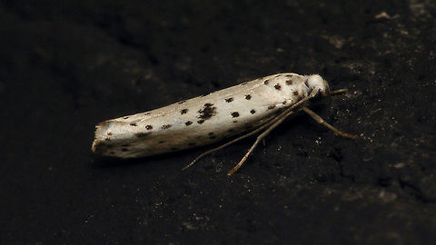 Yponomeuta plumbella - On black wall  Alerdinck,Black-tipped Ermine,Geotagged,Large-spot Ermine Moth,Lepidoptera,Moth,Netherlands,Yponomeuta,Yponomeuta plumbella,Yponomeutidae,moth week 2019,nl: Grootvlekstippelmot