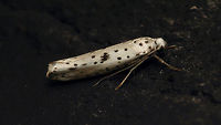 Yponomeuta plumbella - On black wall  Alerdinck,Black-tipped Ermine,Geotagged,Large-spot Ermine Moth,Lepidoptera,Moth,Netherlands,Yponomeuta,Yponomeuta plumbella,Yponomeutidae,moth week 2019,nl: Grootvlekstippelmot