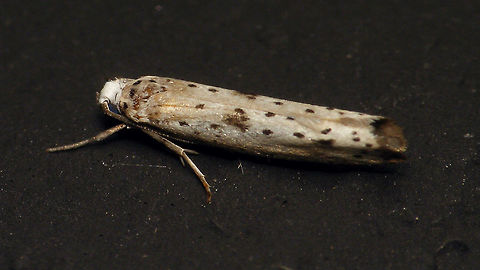 Yponomeuta plumbella - Spot paler  Alerdinck,Black-tipped Ermine,Geotagged,Large-spot Ermine Moth,Lepidoptera,Moth,Netherlands,Yponomeuta,Yponomeuta plumbella,Yponomeutidae,moth week 2019,nl: Grootvlekstippelmot