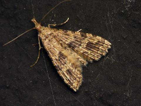 Alucita hexadactyla - Wings closed  Alerdinck,Alucita,Alucita hexadactyla,Alucitidae,Geotagged,Lepidoptera,Netherlands,Twenty-plume Moth,moth week 2019,nl: Waaiermot