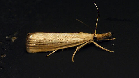 Straw Grass-veneer  Agriphila,Agriphila straminella,Alerdinck,Crambidae,Crambinae,Geotagged,Lepidoptera,Moth,Netherlands,Pyraloidea,Straw Grass-veneer,moth week 2019,nl: Blauwooggrasmot