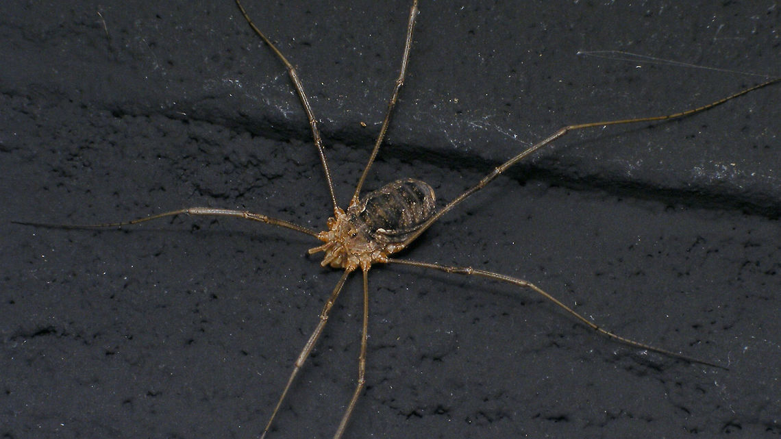 Phalangium opilio - Female at night on wall Alerdinck,Arachnida,Daddy longlegs,Geotagged,Harvestman,Netherlands,Opiliones,Phalangiidae,Phalangium,Phalangium opilio,nl: Gewone hooiwagen