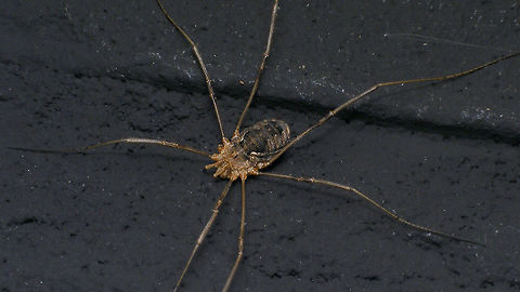 Phalangium opilio - Female at night on wall Alerdinck,Arachnida,Daddy longlegs,Geotagged,Harvestman,Netherlands,Opiliones,Phalangiidae,Phalangium,Phalangium opilio,nl: Gewone hooiwagen