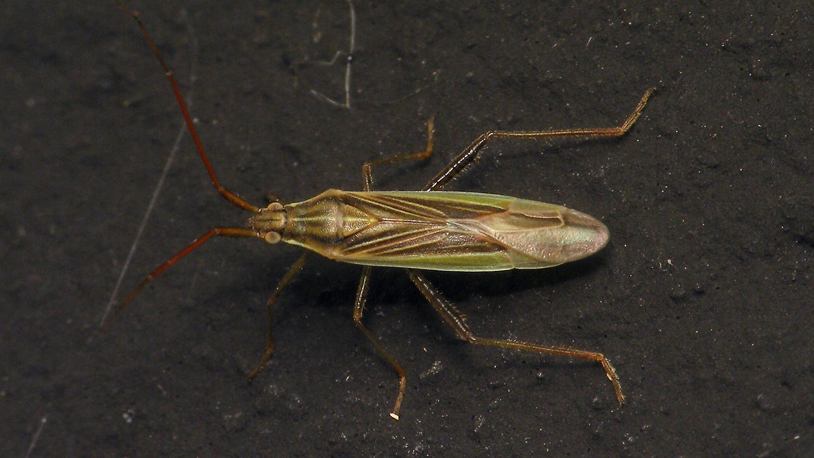 Stenodema calcarata  Alerdinck,Brachystira,Geotagged,Heteroptera,Miridae,Mirinae,Netherlands,Stenodema,Stenodema calcarata,Stenodemini,nl: Tweedoornsmallijf