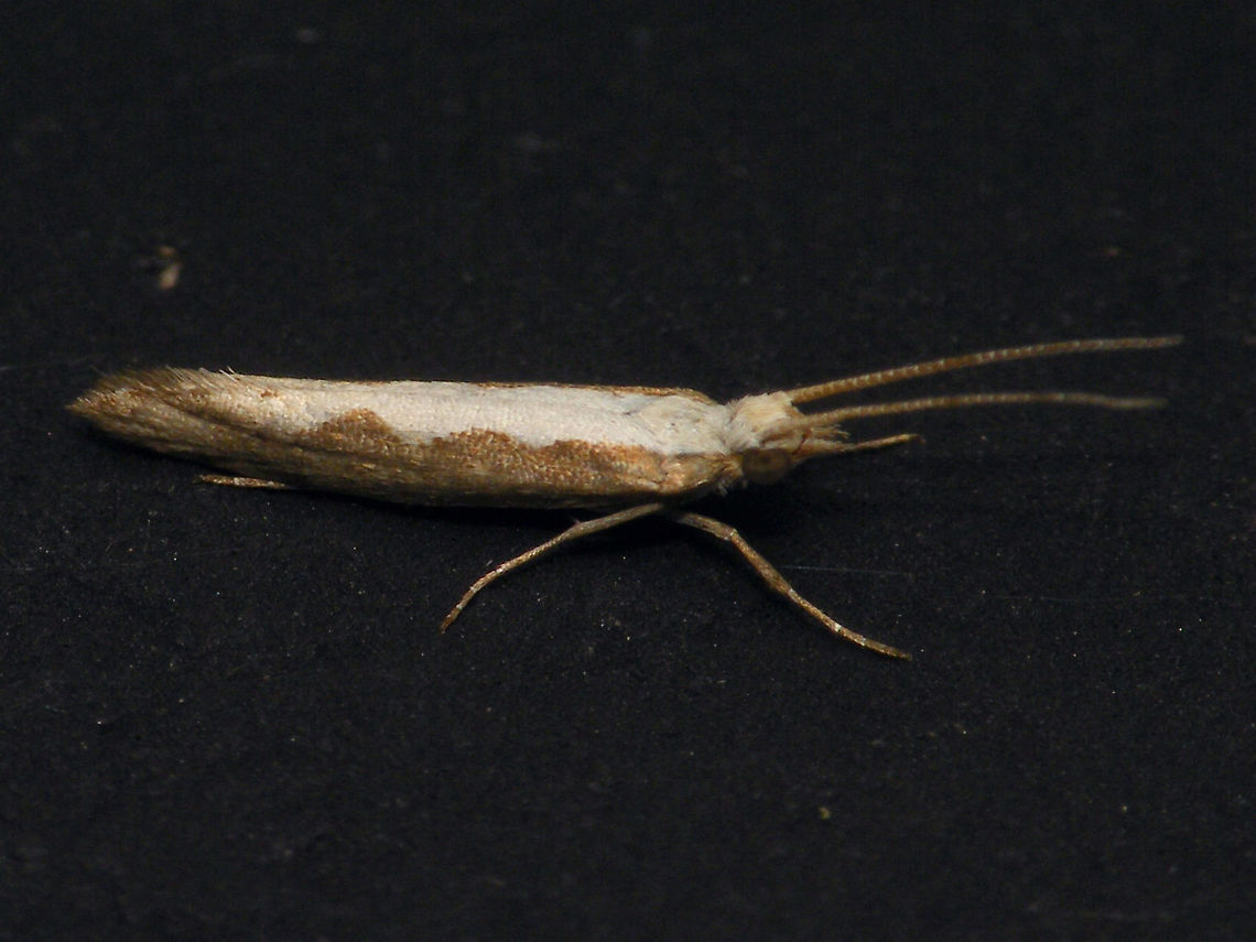 Plutella xylostella - Very small This one was so small (5-6mm total lenght) that I had a hard time believing that it would be the same species as all the other ones... Alerdinck,Diamondback moth,Geotagged,Netherlands,Plutella,Plutella xylostella,Plutellidae,Yponomeutoidea,moth week 2019,nl: Koolmotje