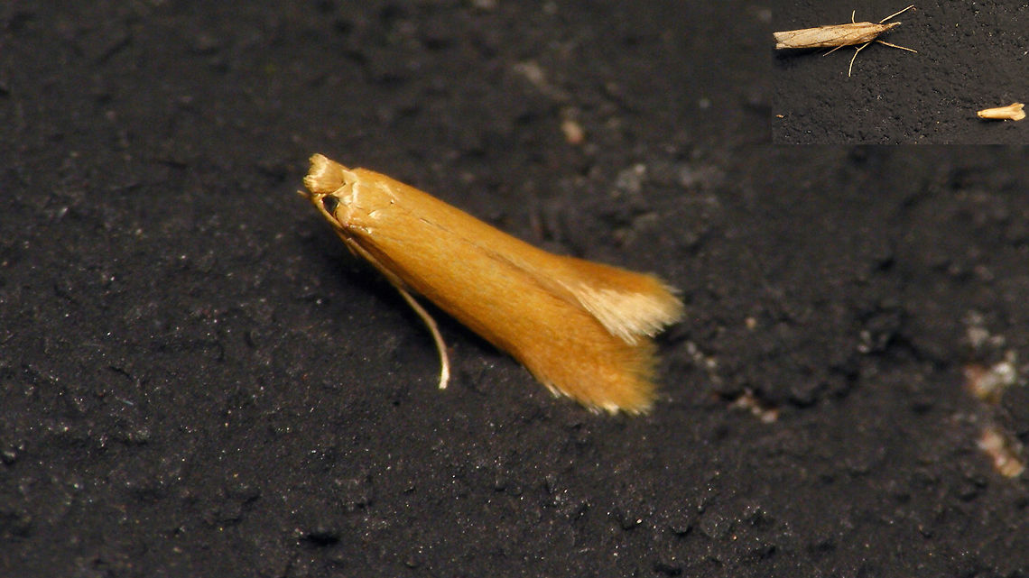Tischeria ekebladella Had a hard time getting it in focus with my &quot;field camera&quot; ... darn small thing. Inset top right shows it next to a normal Crambidae.<br />
 Alerdinck,Geotagged,Lepidoptera,Moth,Netherlands,Tischeria,Tischeria ekebladella,Tischeriidae,Tischerioidea,moth week 2019,nl: Gewone eikenvlekmot