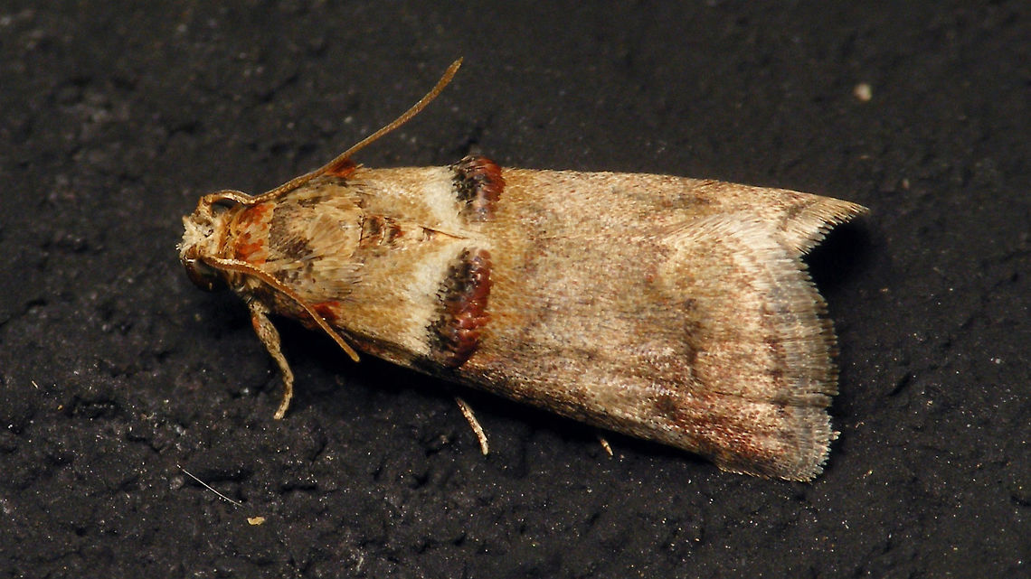 Acrobasis tumidana  Acrobasis,Acrobasis tumidana,Alerdinck,Geotagged,Lepidoptera,Moth,Netherlands,Phycitinae,Phycitini,Pyralidae,Pyraloidea,moth week 2019,nl: Rode eikenlichtmot