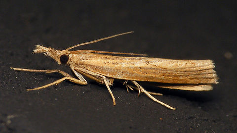 Pediasia contaminella  Alerdinck,Crambidae,Crambinae,Geotagged,Lepidoptera,Moth,Netherlands,Pediasia,Pediasia contaminella,moth week 2019,nl: Oranjebruine grasmot