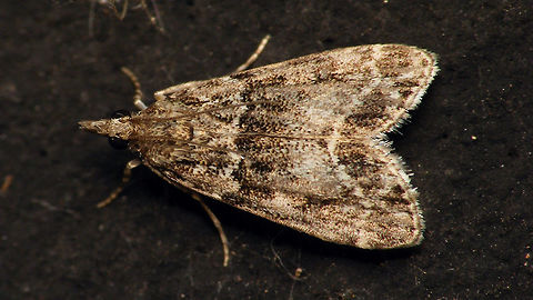 Eudonia mercurella - Dorsal  Alerdinck,Crambidae,Eudonia,Eudonia mercurella,Geotagged,Lepidoptera,Moth,Netherlands,Pyraloidea,Scopariinae,moth week 2019,nl: Variabele granietmot