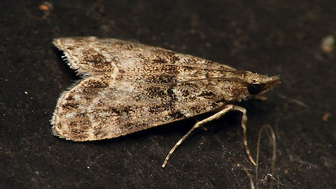 Eudonia mercurella  Alerdinck,Crambidae,Eudonia,Eudonia mercurella,Geotagged,Lepidoptera,Moth,Netherlands,Pyraloidea,Scopariinae,moth week 2019,nl: Variabele granietmot