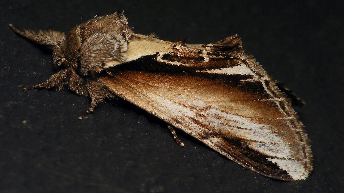 Pheosia gnoma  Alerdinck,Lesser swallow prominent,MOth,Pheosia,Pheosia gnoma,moth week 2019,nl: Berkenbrandvlerkvlinder