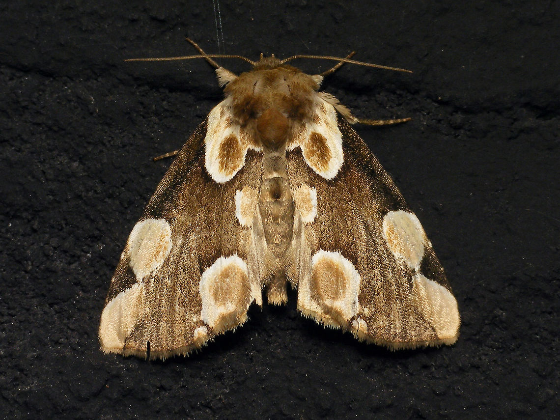 Thyatira batis  Alerdinck,Moth,Peach blossom,Thyatira,Thyatira batis,moth week 2019,nl: Braamvlinder
