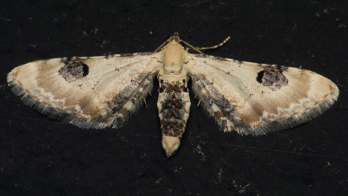 Eupithecia centaureata  Alerdinck,Eupithecia,Eupithecia centaureata,Lime-speck pug,moth,moth week 2019,nl: Zwartvlekdwergspanner