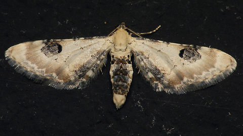 Eupithecia centaureata  Alerdinck,Eupithecia,Eupithecia centaureata,Lime-speck pug,moth,moth week 2019,nl: Zwartvlekdwergspanner