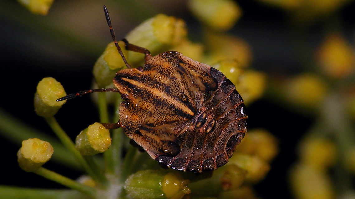 Graphosoma italicum - L5  Alerdinck,Geotagged,Graphosoatinae,Graphosoma,Graphosoma italicum,Minstrel Bug,Netherlands,Nymph,Pentatomidae,Pentatomoidea,Pentatomorpha,Podopinae,nl: Pyjamaschildwants