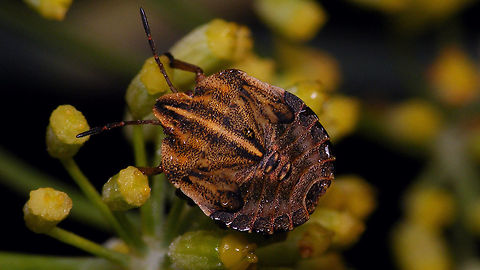 Graphosoma italicum - L5  Alerdinck,Geotagged,Graphosoatinae,Graphosoma,Graphosoma italicum,Minstrel Bug,Netherlands,Nymph,Pentatomidae,Pentatomoidea,Pentatomorpha,Podopinae,nl: Pyjamaschildwants