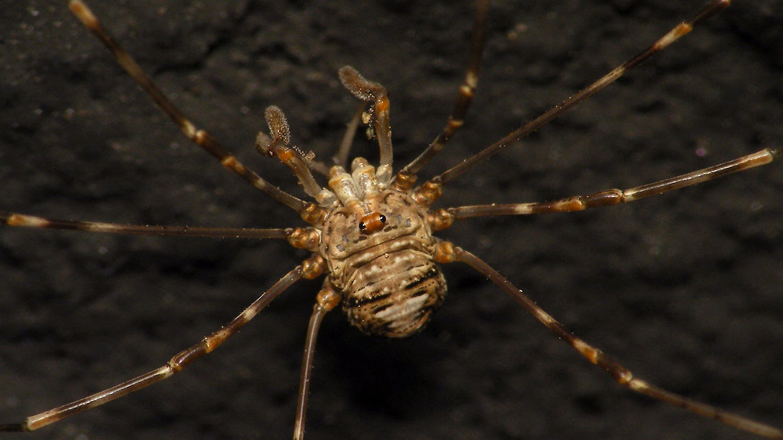 Dicranopalpus ramosus - Subadult female  Alerdinck,Dicranopalpus,Dicranopalpus ramosus,Geotagged,Netherlands,Opiliones,Palpatores,Phalangiidae,Phalangioidea,Subadult,nl: Strekpoot