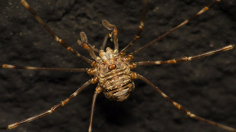 Dicranopalpus ramosus - Subadult female  Alerdinck,Dicranopalpus,Dicranopalpus ramosus,Geotagged,Netherlands,Opiliones,Palpatores,Phalangiidae,Phalangioidea,Subadult,nl: Strekpoot
