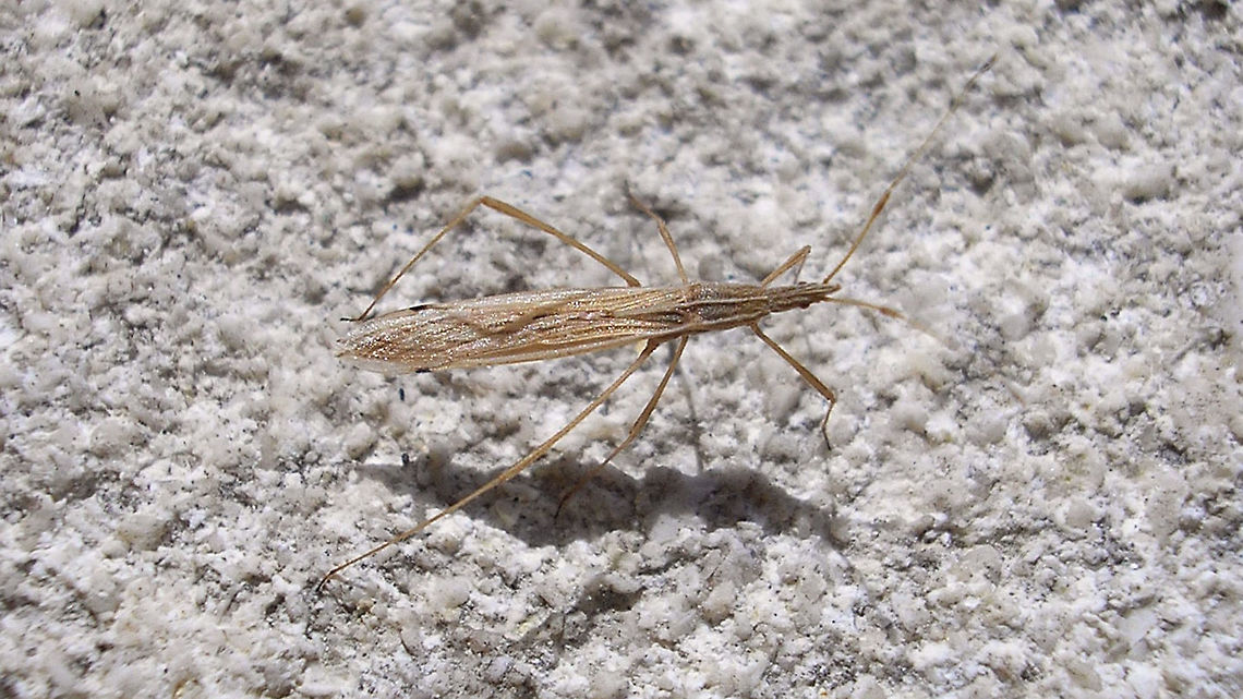 Berytinus hirticornis Rather old image (2009) of the first Berytidae I ever saw. Me finding the common Dutch congener on a wall last night made me realize we didn't have too many of those here ... I hardly ever find them (or should I say "notice them"?) myself. Berytidae,Berytinae,Berytinini,Berytinus,Berytinus hirticornis,France,Geotagged,Lygaeoidea,Pentatomomorpha,nl: Haarsprietsteltwants