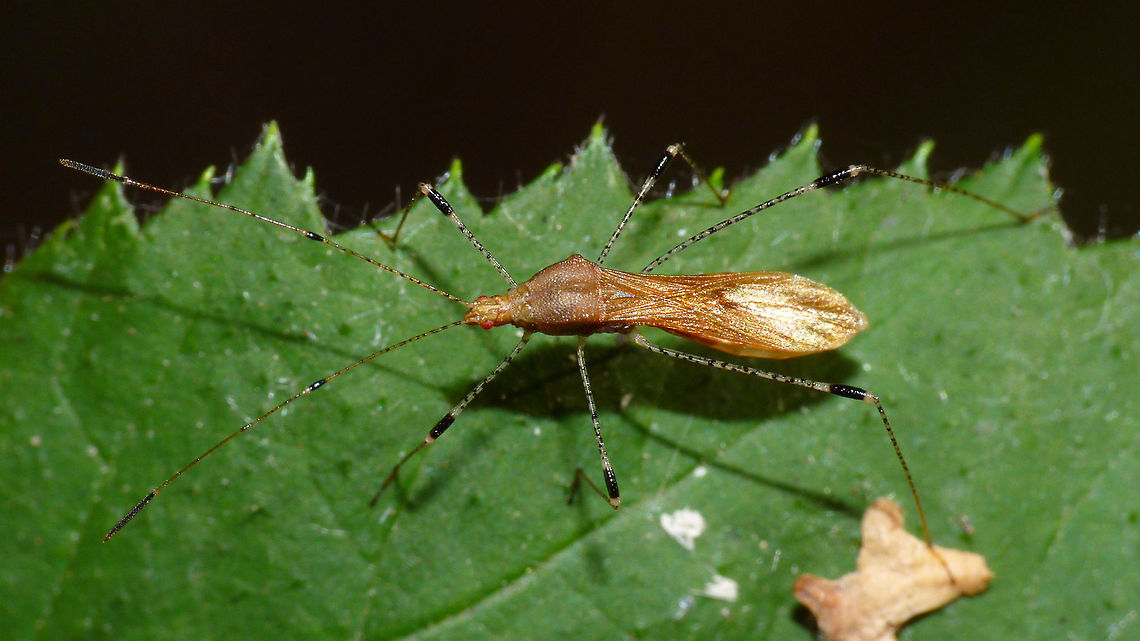Metatropis rufescens  Berytidae,Lygaeoidea,Metacanthinae,Metatropini,Metatropis,Metatropis rufescens,Pentatomomorpha,nl: Heksenkruidsteltwants
