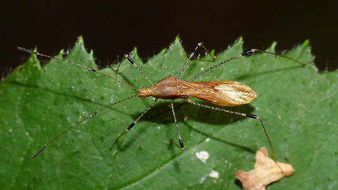 Metatropis rufescens  Berytidae,Lygaeoidea,Metacanthinae,Metatropini,Metatropis,Metatropis rufescens,Pentatomomorpha,nl: Heksenkruidsteltwants