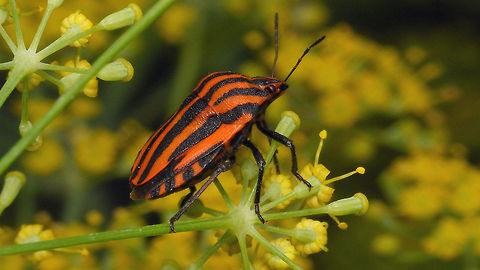 Graphosoma italicum - Lateral I know ... we have plenty of these ... just wanting to add an imago for the Alerdinck... Alerdinck,Geotagged,Graphosoatinae,Graphosoma,Graphosoma italicum,Minstrel Bug,Netherlands,Pentatomidae,Pentatomoidea,Pentatomorpha,Podopinae,nl: Pyjamaschildwants