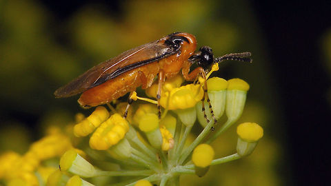 Athalia rosae - Lateral  Alerdinck,Allantinae,Athalia,Athalia rosae,Geotagged,Hymenoptera,Netherlands,Symphyta,Tenthredinidae,Tenthredinoidea,Turnip sawfly,nl: Knollenbladwesp