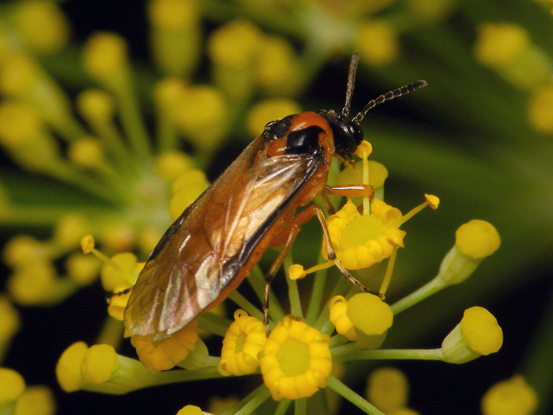 Athalia rosae  Alerdinck,Allantinae,Athalia,Athalia rosae,Geotagged,Hymenoptera,Netherlands,Symphyta,Tenthredinidae,Tenthredinoidea,Turnip sawfly,nl: Knollenbladwesp